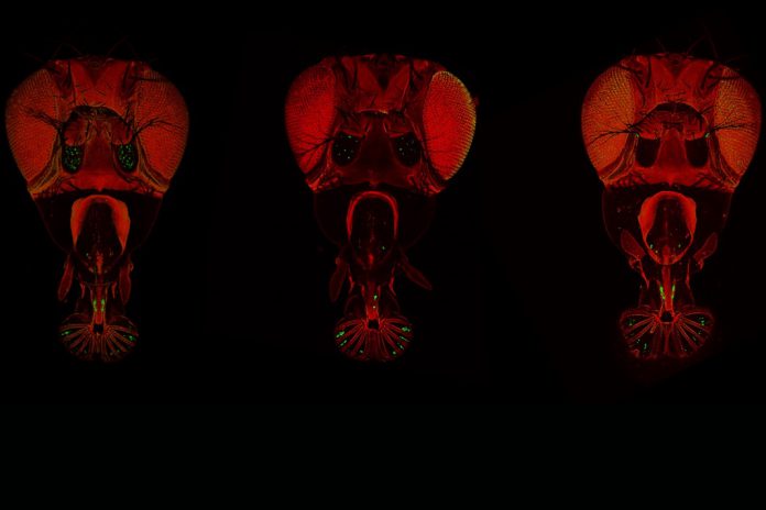 Os neurónios gustativos aparecem a verde na ponta da probóscida da mosca-da-fruta