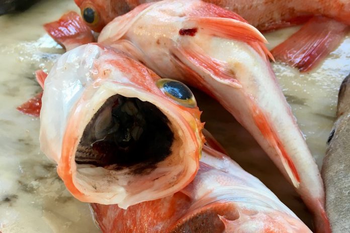 Festival Caldo de Peixe e debate sobre Mar, Gastronomia e Inovação, nos Açores