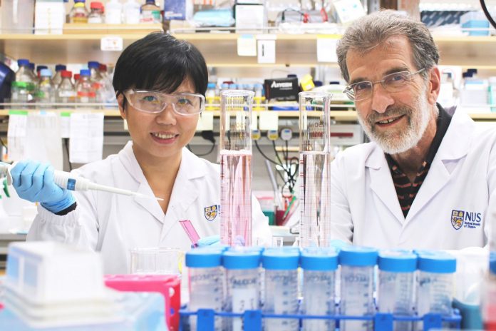 Daniel Tenen (à direita) e o Liu Bee Hui (à esquerda), investigadores do Instituto do Cancro de Singapura, da Universidade Nacional de Singapura, e membros da equipa que desenvolveu um novo medicamento peptídico que pode tratar eficazmente o cancro do fígado. Daniel Tenen (à direita) e o Liu Bee Hui (à esquerda), investigadores do Instituto do Cancro de Singapura, da Universidade Nacional de Singapura, e membros da equipa que desenvolveu um novo medicamento peptídico que pode tratar eficazmente o cancro do fígado.