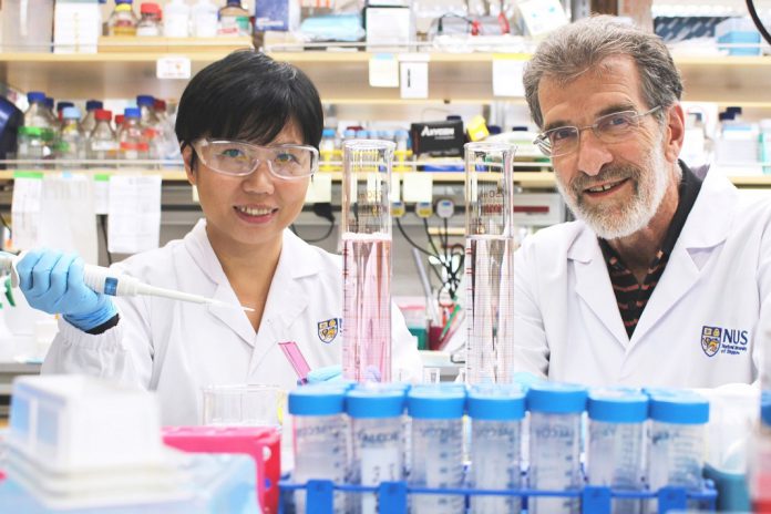 Daniel Tenen (à direita) e o Liu Bee Hui (à esquerda), investigadores do Instituto do Cancro de Singapura, da Universidade Nacional de Singapura, e membros da equipa que desenvolveu um novo medicamento peptídico que pode tratar eficazmente o cancro do fígado.