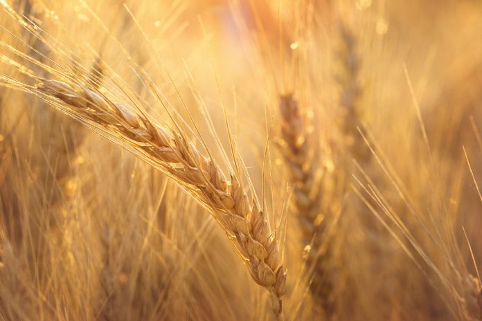 Sequenciação do genoma do trigo já concluída