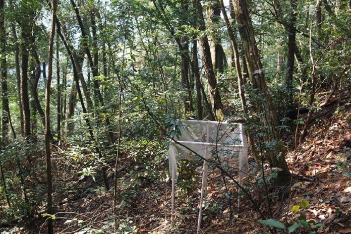 Florestas com diferentes espécies compensam melhor as alterações climáticas Florestas com diferentes espécies compensam melhor as alterações climáticas