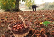 Caça, Pesca e Castanha na Feira Internacional do Norte, em Bragança