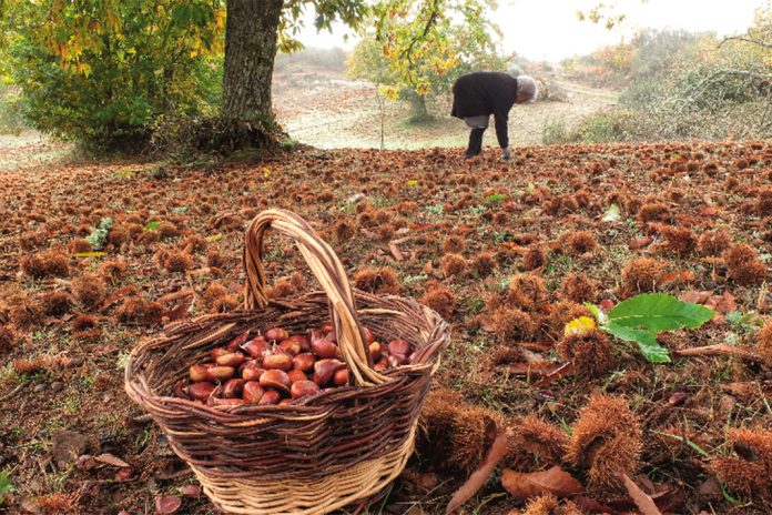 Caça, Pesca e Castanha na Feira Internacional do Norte, em Bragança