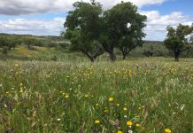 Investimento de 300 mil no Turismo em espaço Rural em Nisa