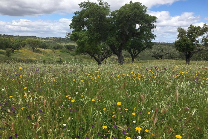 Investimento de 300 mil no Turismo em espaço Rural em Nisa