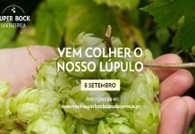 Colheita do lúpulo em Bragança