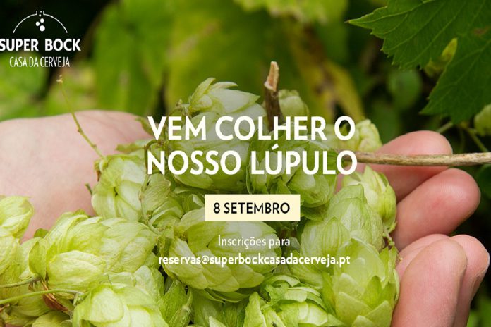 Colheita do lúpulo em Bragança