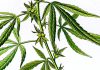 Transtorno por uso de cannabis pode aumentar risco de doenças cardiovasculares