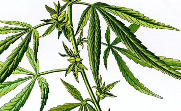 Transtorno por uso de cannabis pode aumentar risco de doenças cardiovasculares