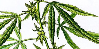 Cientistas melhoram eficácia de composto da cannabis no tratamento de epilepsia, esclerose múltipla e outras doenças neurodegenerativas