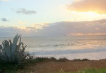 Ocean Alive - ONG portuguesa - recebe prémio europeu Natura 2000