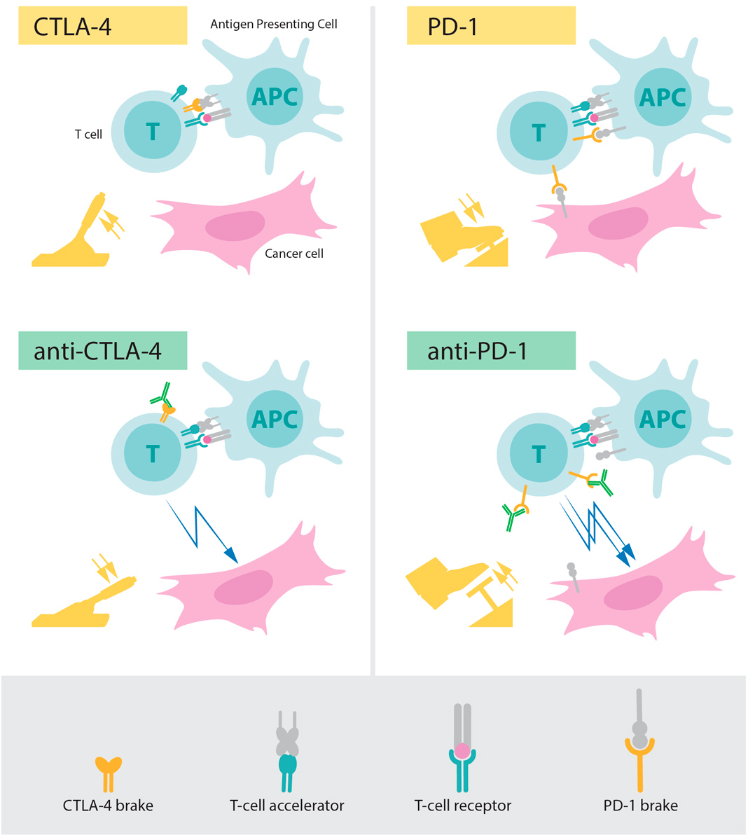 Figura: Superior esquerdo: A ativação de células T requer que o recetor de células T se ligue a estruturas de outras células imunológicas reconhecidas como “não-próprias”. Uma proteína que funciona como um acelerador de células T também é necessária para a ativar as células T. O CTLA-4 funciona como um travão nas células T que inibe a função do acelerador. Parte inferior esquerda: Os anticorpos (verde) contra CTLA-4 bloqueiam a função do travão, levando à ativação de células T que atacam as células cancerígenas.