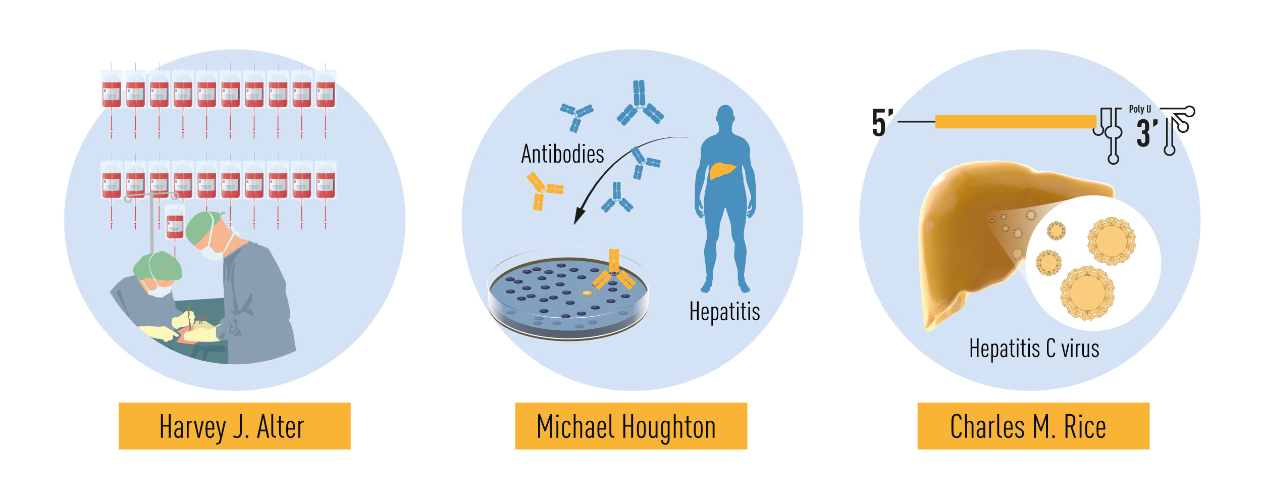 Resumo das descobertas concedidas pelo prémio Nobel deste ano. Os estudos metódicos de hepatite associada à transfusão por Harvey J. Alter demonstraram que um vírus desconhecido era uma causa comum de hepatite crónica. Michael Houghton usou uma estratégia não testada para isolar o genoma do novo vírus, o vírus da hepatite C. Charles M. Rice forneceu a evidência final mostrando que o vírus da Hepatite C sozinho pode causar hepatite.(imagem: )