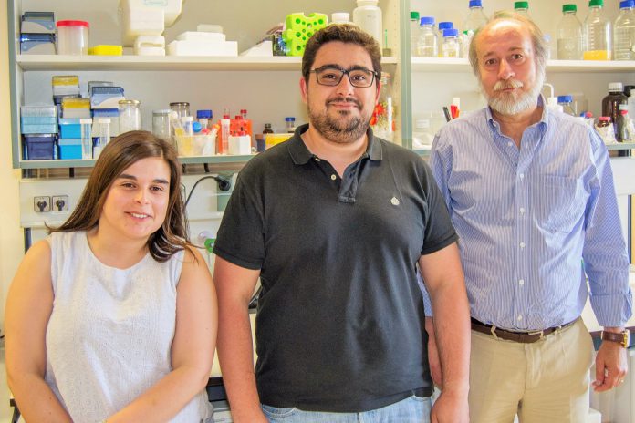 Investigadores do ITQB descobrem como bactéria Clostridium difficile sobrevive ao oxigénio Investigadores do ITQB descobrem como bactéria Clostridium difficile sobrevive ao oxigénio