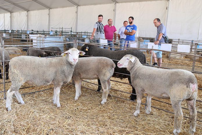 ExpoReg expõe Atividades Económicas de Reguengos de Monsaraz