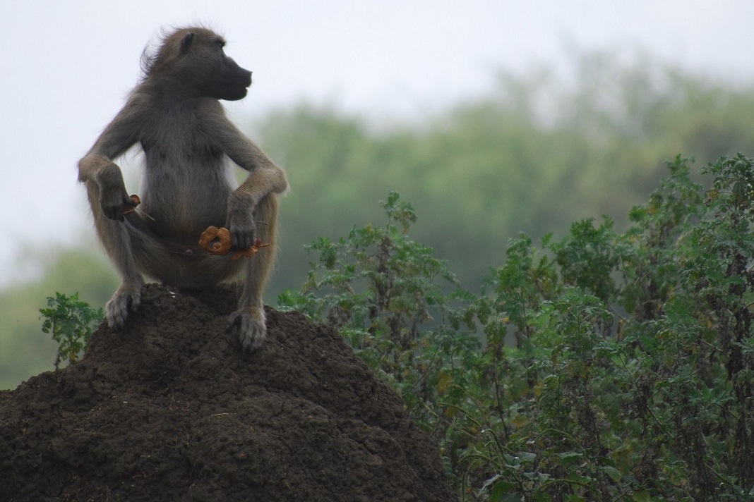 Parque Nacional da Gorongosa, em Moçambique