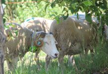 Coleiras ‘ensinam’ cabras e ovelhas a comer apenas erva nas vinhas e pomares