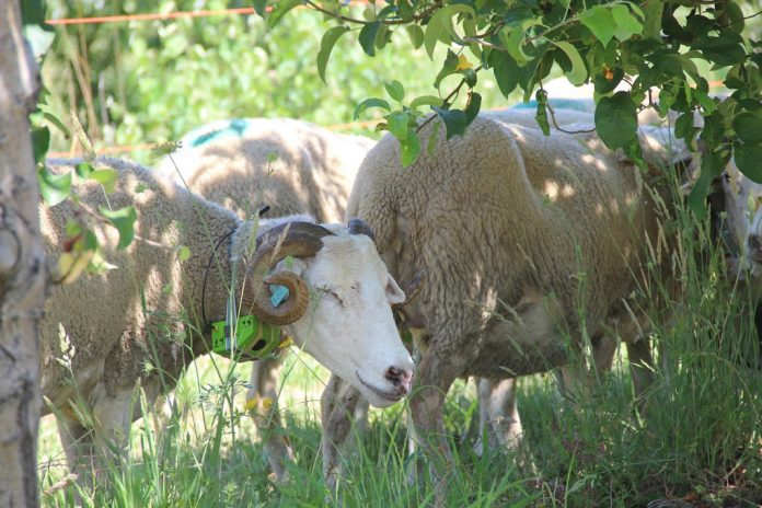 Coleiras ‘ensinam’ cabras e ovelhas a comer apenas erva nas vinhas e pomares
