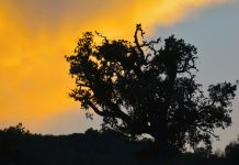 Incêndios: Governo declara situação de alerta em todo o território continental Incêndios: Governo declara situação de alerta em todo o território continental