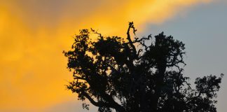 Incêndios: Governo declara situação de alerta em todo o território continental Incêndios: Governo declara situação de alerta em todo o território continental