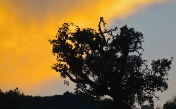 Incêndios: Governo declara situação de alerta em todo o território continental Incêndios: Governo declara situação de alerta em todo o território continental