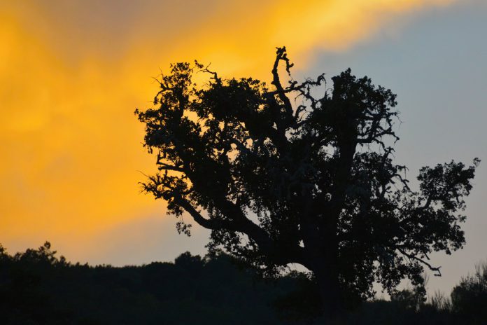 Incêndios: Governo declara situação de alerta em todo o território continental