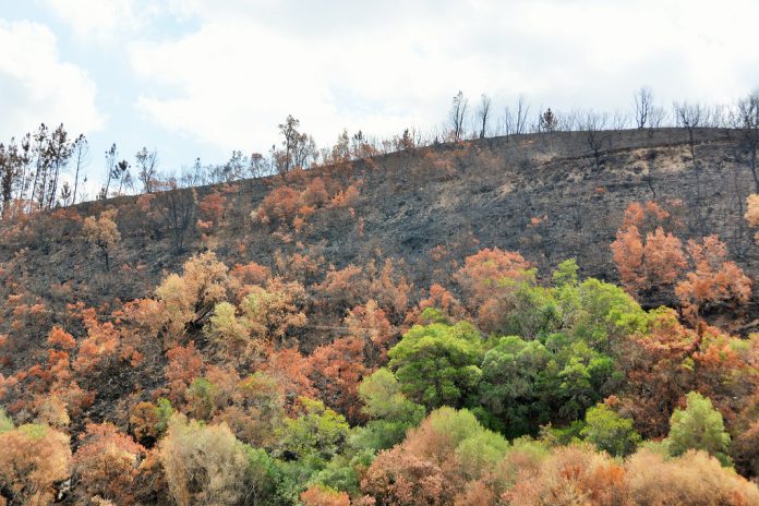 Municípios do Alto Minho reforçam equipas de sapadores florestais com novos equipamentos