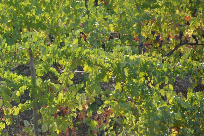 Seguro vitícola de colheitas alargado aos Açores e Madeira