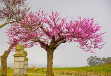 Asma com Hino da Primavera para alerta da doença