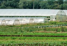 Simplificar a Política Agrícola Comum tem apoio do Parlamento e do Conselho da UE Simplificar a Política Agrícola Comum tem apoio do Parlamento e do Conselho da UE