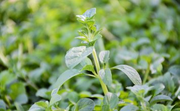 Plant Health 4 Life: proteger a saúde das plantas como parte das ações diárias Plant Health 4 Life: proteger a saúde das plantas como parte das ações diárias