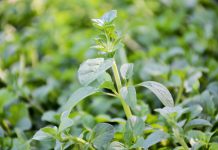 Agricultores da União Europeia vão ter medidas de apoio para enfrentar os custos como os adubos Agricultores da União Europeia vão ter medidas de apoio para enfrentar os custos como os adubos