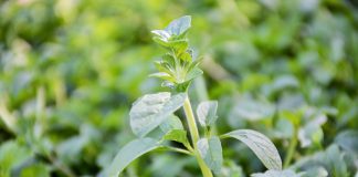 Agricultores da União Europeia vão ter medidas de apoio para enfrentar os custos como os adubos Agricultores da União Europeia vão ter medidas de apoio para enfrentar os custos como os adubos