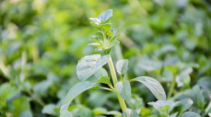 Agricultores da União Europeia vão ter medidas de apoio para enfrentar os custos como os adubos Agricultores da União Europeia vão ter medidas de apoio para enfrentar os custos como os adubos
