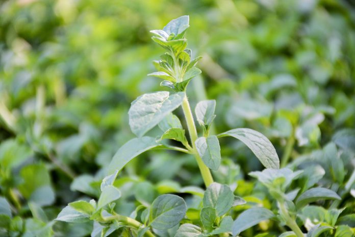 Agricultores da União Europeia vão ter medidas de apoio para enfrentar os custos como os adubos