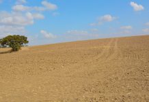 Agricultores do Baixo Alentejo reivindicam medidas do Governo face à situação de seca