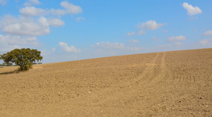 Condições meteorológicas extremas afetam culturas e forragens na Europa, um alerta para uma agricultura mais adaptadas às alterações climáticas Condições meteorológicas extremas afetam culturas e forragens na Europa, um alerta para uma agricultura mais adaptadas às alterações climáticas