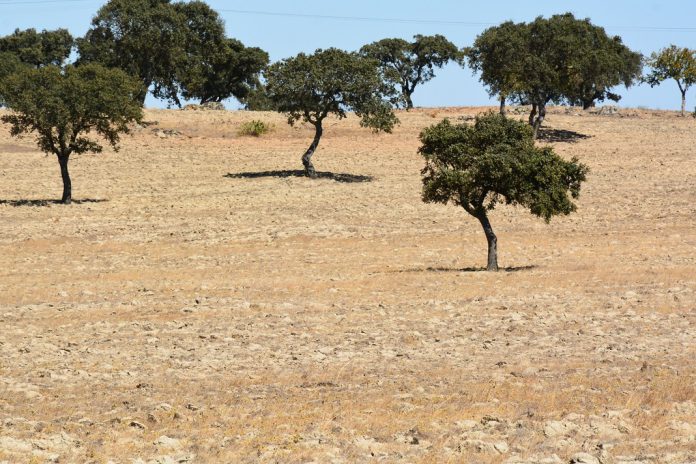 Agricultores alentejanos exigem pagamento das ajudas comunitárias