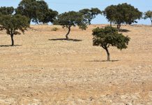 Agricultores alentejanos pedem apoio de combate à seca