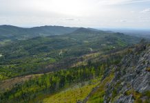 Eucalipto ocupa 26% da área florestal de Portugal continental