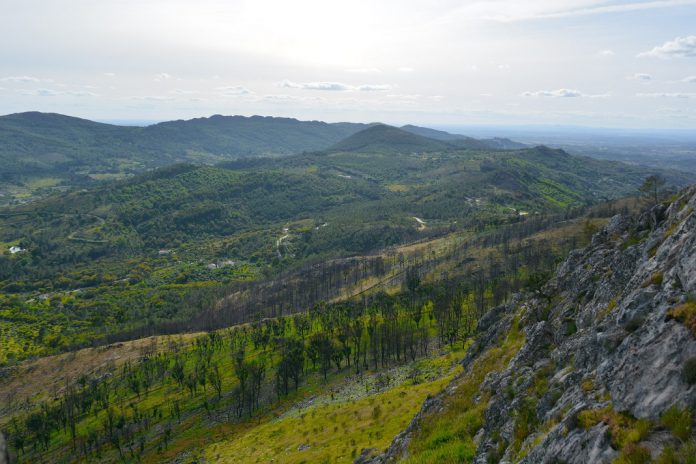 Eucalipto ocupa 26% da área florestal de Portugal continental