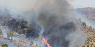Agricultores do Norte e Centro afetados pelos incêndios em 2024 já receberam os apoios