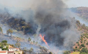 Agricultores do Norte e Centro afetados pelos incêndios em 2024 já receberam os apoios Agricultores do Norte e Centro afetados pelos incêndios em 2024 já receberam os apoios