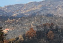 Incêndios rurais: Até 15 de agosto foram menos 43% face aos últimos 10 anos