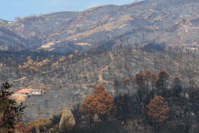 Incêndios rurais: Até 15 de agosto foram menos 43% face aos últimos 10 anos