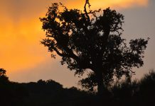 Proteção Civil alerta para medidas de prevenção com afluência de pessoas a espaços rurais e florestais para observar o eclipse solar Proteção Civil alerta para medidas de prevenção com afluência de pessoas a espaços rurais e florestais para observar o eclipse solar