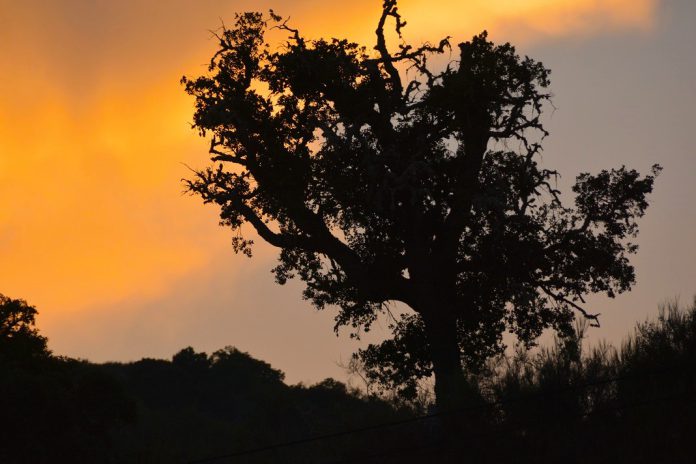Proteção Civil alerta para medidas de prevenção com afluência de pessoas a espaços rurais e florestais para observar o eclipse solar Proteção Civil alerta para medidas de prevenção com afluência de pessoas a espaços rurais e florestais para observar o eclipse solar