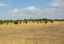 Agricultura sustentável em risco com o fim dos apoios às medidas agroambientais