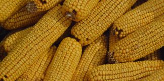 Comissão Europeia autoriza dez produtos geneticamente modificados